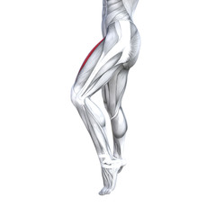Naklejka na ściany i meble Concept conceptual 3D illustration fit strong front upper leg human anatomy, anatomical muscle isolated white background for body medical health tendon foot and biological gym fitness muscular system