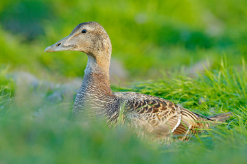 Portrait of bird in the nature habitat, coast of Norway. Beautiful wildlife scene with birds head. Eider, Somateria mollissima, hidden in the green grass.