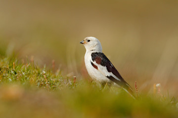 Snow bunting, Plectrophenax nivalis, passerine bird from family Calcariidae, Arctic specialist from Svalbard, Norway. Bird in the grass, nature habitat. Wildlife scene from nature