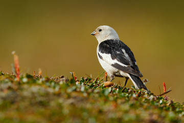 Snow bunting, Plectrophenax nivalis, passerine bird from family Calcariidae, Arctic specialist from Svalbard, Norway. Bird in the grass, nature habitat. Wildlife scene from nature.