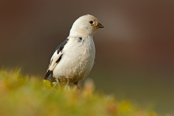 Snow bunting, Plectrophenax nivalis, passerine bird from family Calcariidae, Arctic specialist from Svalbard, Norway. Bird in the grass, nature habitat. Wildlife scene from nature.