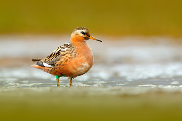 Grey Phalarope, Phalaropus fulicarius, orange and brown water bird in the grass nature habitat, Longyaerbyen, Svalbard, Norway. Wildlife scene from nature.