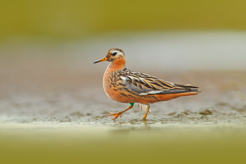 Grey Phalarope, Phalaropus fulicarius, orange and brown water bird in the grass nature habitat,...