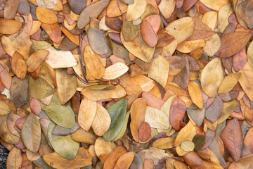 Dry leaves autumn background.texture of yellow leaves on the ground