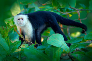 Tropic nature. White-headed Capuchin, black monkey sitting on tree branch in the dark tropical forest. Wildlife of Costa Rica. Travel holiday in Central America.