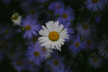 Daisy