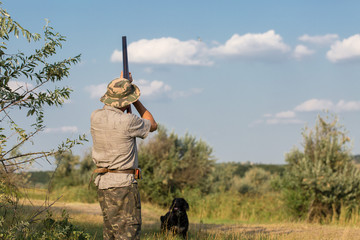 Hunter with a German trotter and spaniel, hunting a pheasant with dogs	