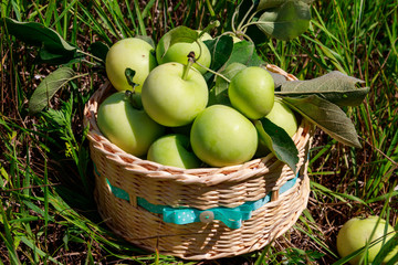 Fresh ripe apples in basket on the green grass