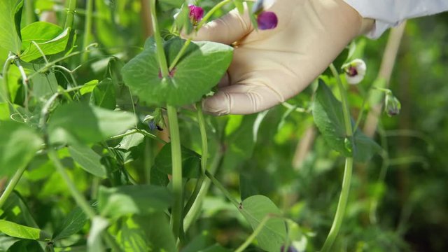 A female lab technician studies the growth of pea varieties on the experimental territory of the agrocomplex. The scientist counts the number of flowers on the plant, close-up.