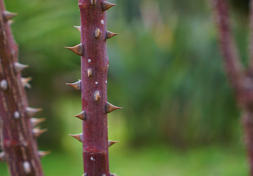 Close up view of rose thorns