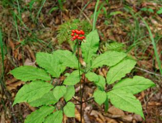  A close up of the wild most famous medicinal plant ginseng (Panax ginseng).            
