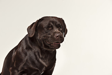Close-up crying dog face of chocolate labrador isolated on white background. emotions of animals concept.