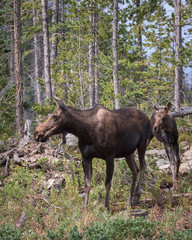 Naklejka na ściany i meble Wild Moose in the Rocky Mountains of Colorado