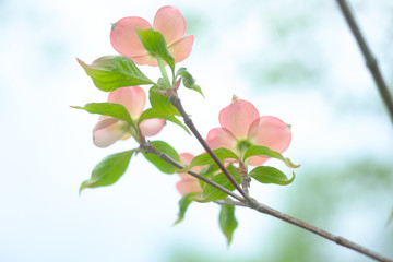 Fototapeta premium Dogwood Bloom