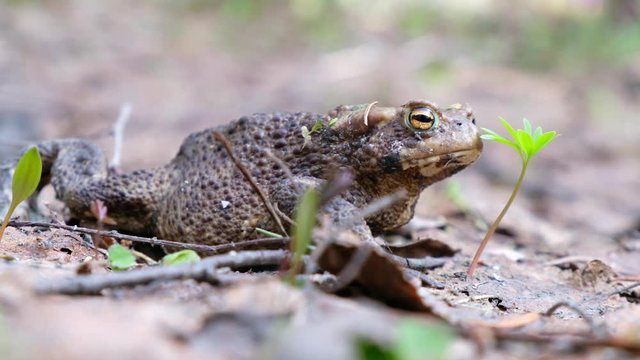 Bufo bufo or European toad sitting in spring forest