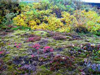 Obraz premium Colors of Iceland