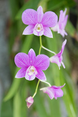 Fototapeta na wymiar Thailand purple orchid flowers
