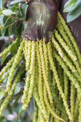 Seed head of Bangalow palm