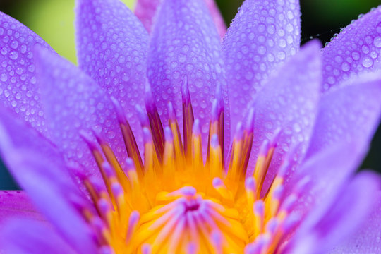 Closeup picture of a lotus with water drops.