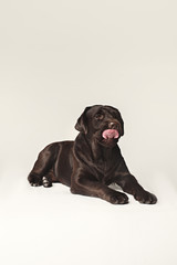Labrador Retriever dog breed dog brown Wide tongue out hunger. emotions of animals and licking dog concept.