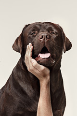 Close-up sad dog face of chocolate labrador isolated on white background. emotions of animals concept. Collage with male hand