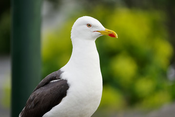 Seagull portrait