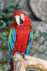 portrait of ara macao close-up