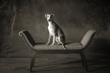Whippet