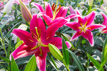 Full blooming of deep red asiatic lily in flower garden