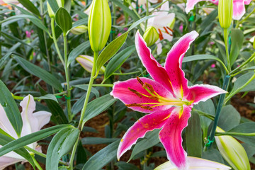 Full blooming of deep red asiatic lily in flower garden