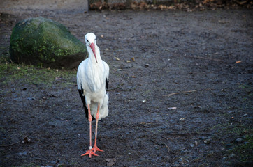 Stork