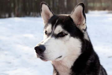 Siberian Husky portrait in winter forest