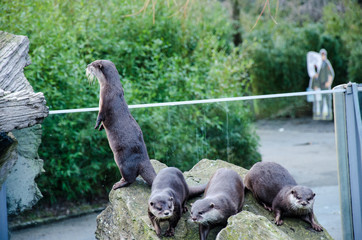 Otter standing