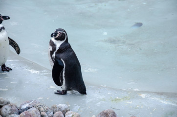 Penguin