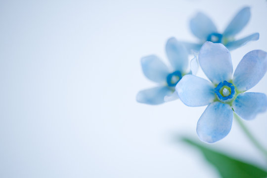 ルリトウワタ の画像 159 件の Stock 写真 ベクターおよびビデオ Adobe Stock