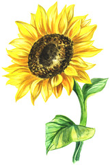 watercolor painted sunflower. painted on paper single flower in color