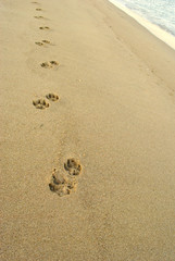 Summer sea, dog footprints on the sand, vertical background