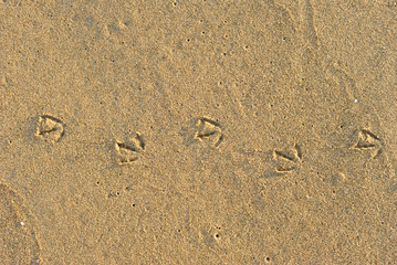 Fototapeta na wymiar Summer sea, seagull footprints on the sand
