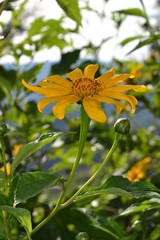 flor amarilla naturaleza petalos girasol hojas verde naturaleza  flower yellow nature petals sunflower leaves green nature