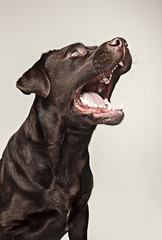 Labrador retriever breed dog barks dangerously teeth and catches treats wide angle. emotions of animals and angry concept.