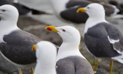 Seagulls waiting and looking