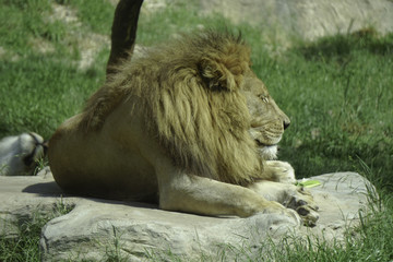 lion