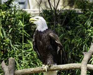 Eagle