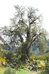 A large old tree with branches in the mountains on a sunny day Peru