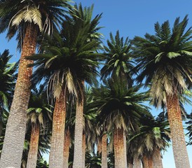 Fototapeta premium Palm trees against the sky. Palm Grove. 