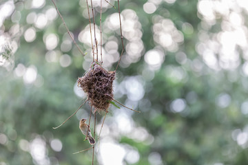 The nest of birds hanging from the branches.