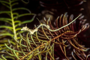 rumengan's pipehorse fish
