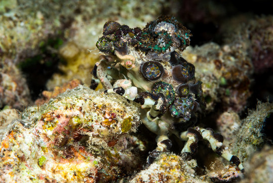 corallimorph decorator crab