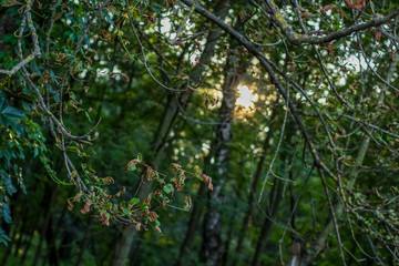 outdoor natural concept of deep forest and sun rays light through branches with colorful blurred glares