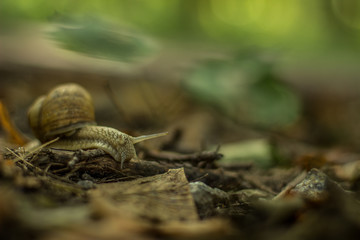 soft focus snail animal portrait move through falling leaves on ground in outdoor park natural environment on unfocused blurred colorful background